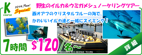 野生のイルカ&ウミガメシュノーケリングツアー